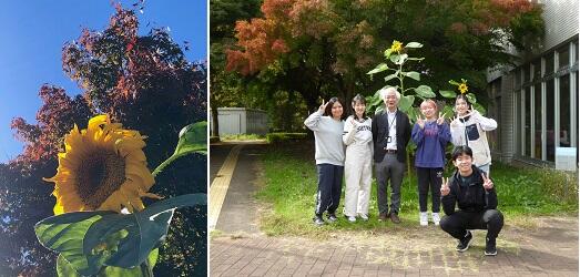 写真左は紅葉をバックに咲くひまわりの花、写真右はヒマワリの前で本学教員および学生が撮影した集合写真